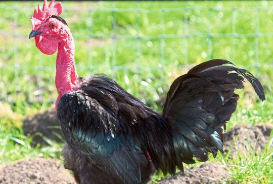 Das Nackthalshuhn hat aufgrund einer genetischen Anpassung keine Federn am Hals – ein Vorteil an heißen Tagen.(Bild:  Naked Neck rooster /Mr ATM  / CC BY 2.0)