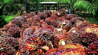 Bild 1: Mit einer Produktion von über 30 Mio. t jährlich rangiert Palmöl unter den vier wichtigsten Pflanzenölen weltweit. (Archiv: Vogel Business Media)