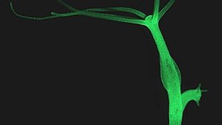 Abb. 1: An Hydra wurde das Langlebigkeitsgen untersucht. Das Tier ist ca. 1 cm groß. (Bild: CAU/Fraune)