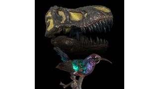 Einen größeren Kontrast als zwischen Sperlingsvogel und Tyrannosaurus rex lässt sich kaum vorstellen. Trotzdem handelt es sich bei diesem Glanznektarvogel (Cinnyris habessinicus) um einen Dinosaurier. Das Präparat befindet sich in der Sammlung des Institutes für Zoologie der Universität Bonn im Poppelsdorfer Schloss. (Bild: Georg Oleschinski/Uni Bonn)
