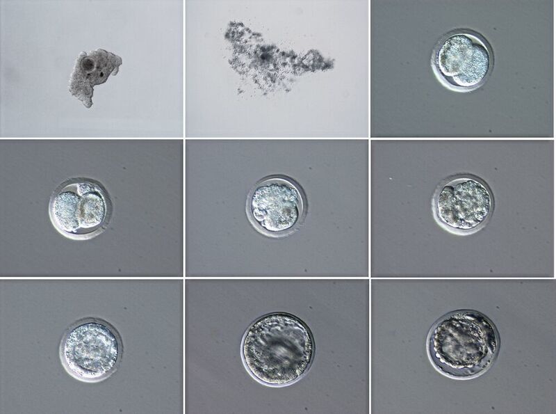 Embryo-Entwicklung der mit Sperma von Suni befruchteten Eizelle von Fatu (Cesare Galli, Avantea)
