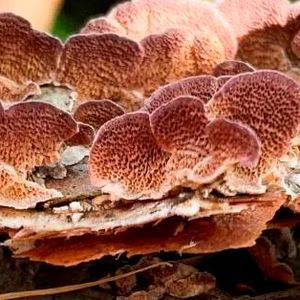 Trichaptum grow on recently fallen logs.(Source:  Dabao Sun Lu/ UiO)