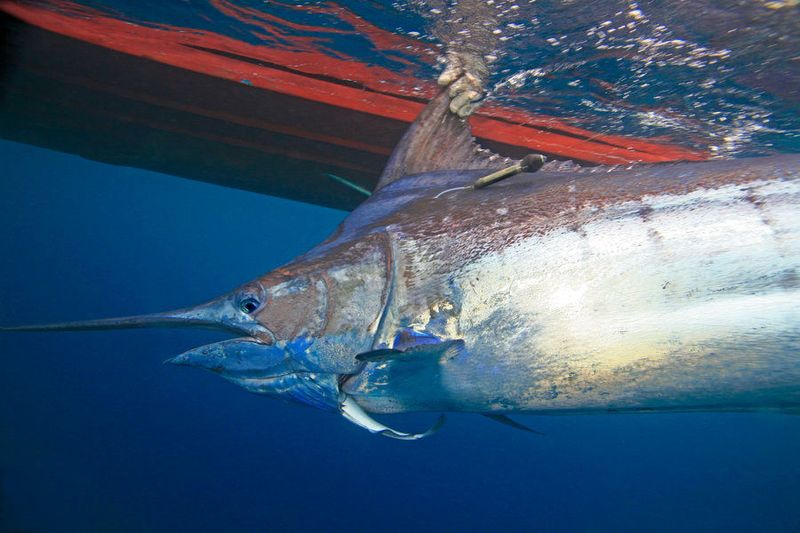 Vor allem große Fische wie dieser Marlin sind auf ausreichende Sauerstoffversorgung angewiesen. Frühere Studien haben bereits gezeigt, dass ihr Lebensraum aufgrund von sich ausdehnenden Sauerstoffminimumzonen kleiner wird. (Bill Boyce)