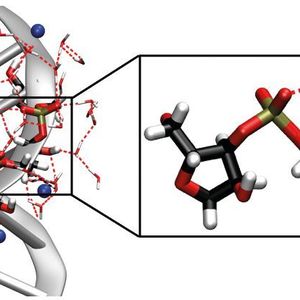 Links: Struktur der RNA-Doppelhelix, blaue Sphären stellen Natrium-Gegenionen dar. Rechts: Vergrößerung des aus Phosphat- und Zuckergruppen bestehenden RNA-Rückgrats, verbrückende Wassermoleküle sind schematisch dargestellt. Die Schwingungen des RNA-Rückgrats dienen als empfindliche Sonden, um den Einfluss unmittelbar benachbarter Wassermoleküle auf Struktur und Dynamik der RNA in Echtzeit zu verfolgen.