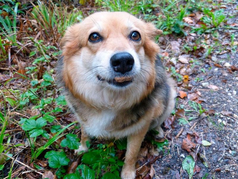 6. Der Hund hat meinen USB-Stick gefressen! – Ein Hund erlebte eine metallische Überraschung, als er einen USB-Stick mit seinem Lieblingskauspielzeug verwechselte – mit dem Ergebnis, dass der USB-Stick unlesbar wurde.    (Pixabay)