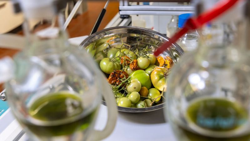 Sustainable aircraft fuel is to be made from tomato production residues such as leaves, stems, seeds, skins, as well as unripe and moldy fruits.(Image: TU Graz/ Helmut Lunghammer)