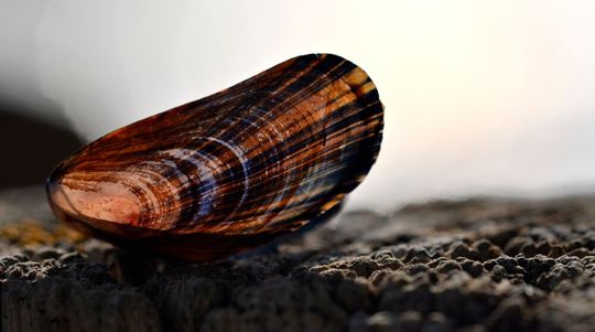 Vorbild aus der Natur: Miesmuscheln widerstehen der stürmischsten Brandung. Mit Eiweißfäden halten sie sich sicher am Untergrund fest. Empa-Forscher nutzen diese Eigenschaft für einen neuartigen Gewebekleber zur Wundversorgung. Vorbild aus der Natur: Miesmuscheln widerstehen der stürmischsten Brandung. Mit Eiweißfäden halten sie sich sicher am Untergrund fest. Empa-Forscher nutzen diese Eigenschaft für einen neuartigen Gewebekleber zur Wundversorgung.