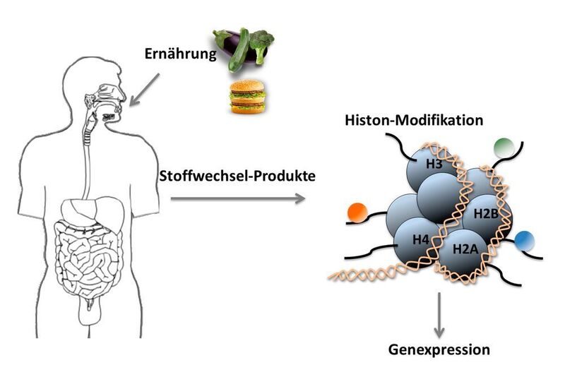 Die Ernährung und der Stoffwechsel können sich über zwei neue Arten von Histon-Modifikationen auf die Genexpression der Zellen auswirken. (Helmholtz Zentrum München)
