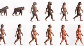 University of Sydney researchers developed a model spanning approximately four million years of human evolution to examine whether dietary carbohydrates could meet the increasing glucose demands of a growing brain. (Source: Dennis Della Corte/ University of Sydney)