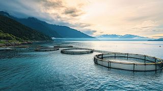 In norwegischen Lachsfarmen sorgt eine Sonderlösung von Lapp dafür, dass die Fische vor der Lachslaus geschützt sind. (Bild: Jardel Bassi - stock.adobe.com / KI-generiert)
