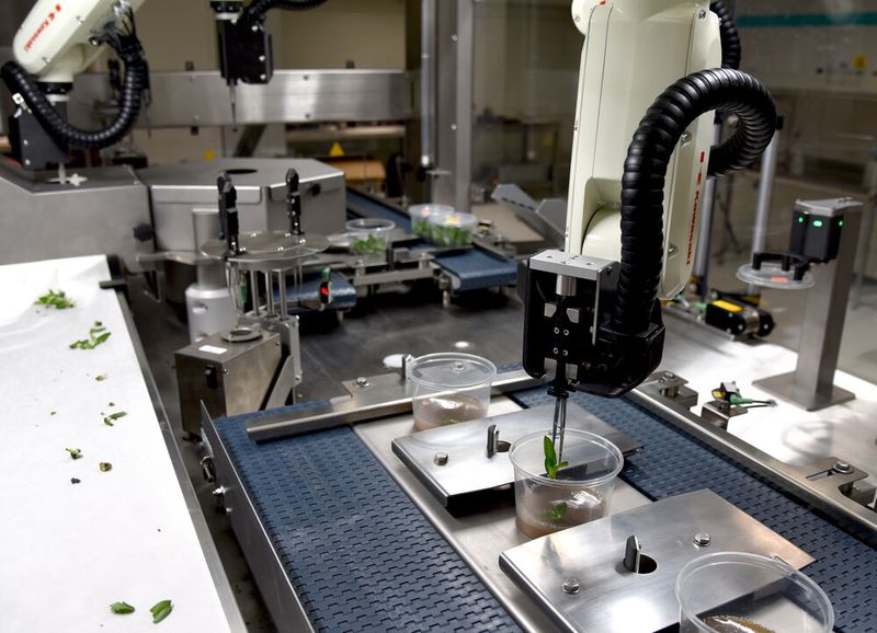 Die sauber getrennten Ableger werden in ein Agar-Agar-Medium gesetzt.  (Bild: Kawasaki Robotics)