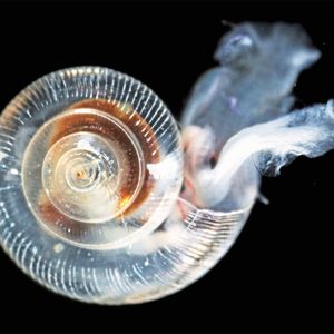 Die Schale dieser Pteropoda („Flügelschnecke“), einer Meeresschneckenart, wurde durch versauertes Ozeanwasser beschädigt. Dies zeigt sich an den von innen nach außen verlaufenden Linien. 