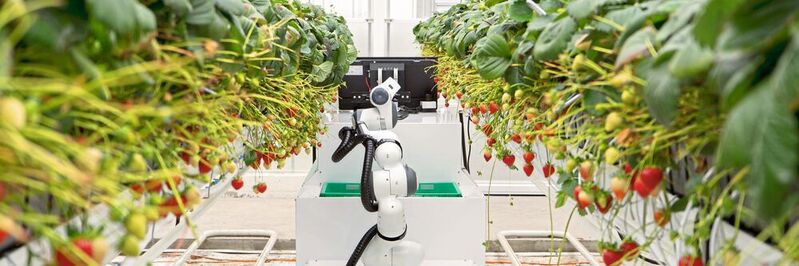 Roboter wie Berry wirken dem Arbeitskräftemangel entgegen: Der Roboter erntet bis zu 240 kg Erdbeeren pro Tag – und zwar nur die reifen Früchte mit dem höchsten Nährstoffgehalt. 