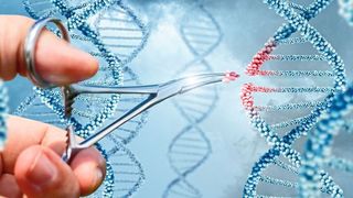 Der europäische Gerichtshof hat im Juli 2018 über die Verwendung moderner Genome-Editing-Verfahren wie der „Genschere“ Crispr/Cas9 geurteilt. (NATALIMIS)