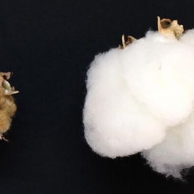Wild cotton, on left, has short, brown, and coarse fibers, while modern domesticated cotton has white, fine and abundant fibers. A new study led by Iowa State University scientists identified the northwestern Yucatan Peninsula in Mexico as the original source of domesticated cotton. (Source: Corrinne Grover/ Iowa State Universit)