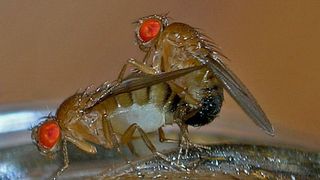Effiziente Fortpflanzung kennzeichnet die Fruchtfliegen-Art Drosophila melanogaster, Lieblingshaustier der Entwicklungsbiologen. Die Marburger Biologie-Professorin Dr. Renate Renkawitz-Pohl und ihre Mitarbeiterinnen untersuchten, welche Faktoren an der Spermienbildung beteiligt sind. (Bild: TheAlphaWolf / Commons)