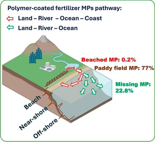 Fate of microplastics in PCFs. Of polymer-coated fertilizer capsules used in paddies, 77% stay there and only 0.2% are estimated to end up on the beach, leaving 22.8% “missing” plastic waste.(Source:  Tokyo Metropolitan University)