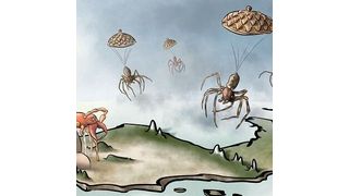 The study led by the UB and IBRio reveals how environmental factors affect the distribution of biodiversity of spiders in the peninsular territory. (Jagoba Malumbres-Olarte)