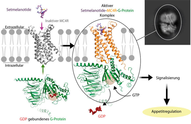 Aktivierung des G-Protein-gekoppelten Rezeptors MC4R – hier durch den Wirkstoff Setmelanotide. Die abgebildete Interaktion des G-Proteins mit dem Rezeptor zeigt, wie das Hormon im Zusammenspiel mit dem Rezeptor das G-Protein aktiviert. Der Rezeptor löst im G-Protein die Abspaltung des Nukleotid GDP aus. Dieses wird von dem in der Zelle hoch konzentrierten Nukleotid GTP ersetzt, was wiederum zur Ablösung des G-Proteins vom Rezeptor führt und ein Feuerwerk von Signalen in der Zelle auslöst. Ein aktivierter Rezeptor führt zu sinkendem Appetit, ein blockierter Rezeptor zu einer Steigerung des Hungergefühls.