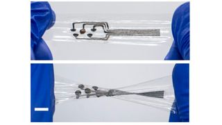 Wei Gao and a team at Caltech have developed a bioelectronic material called a stretchable interface for resilient electrochemical sensing (Sires), meeting a key need for the next generation of wearable and implantable sensors. The photographs show Sires-based bioelectronics under stretching (top) and twisting (bottom). Scale bar is 1 cm. (Source: Wei Gao Lab/ Caltech)