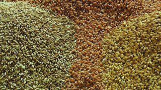 Keimfreies Saatgut aus dem Fraunhofer FEP Sterilisations-Prozess.  (Bild: Fraunhofer FEP)