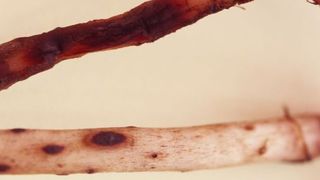 Wurzeln der nicht-resistenten Bananensorte Grande Naine (oben) und der resistenten Bananensorte Yangambi km5 (unten): Man sieht wenige rote, Phenylphenalenone beherbergende Bereiche der Wurzel der resistenten Yangambi km5 im vorwiegend gesunden, hellen Wurzelgewebe, während sich bei der nicht-resistenten Grande Naine große, dunkelrotbraune Areale bilden. Die massiven Schäden an den Wurzeln der Grande Naine Banane führen zum Absterben der Pflanze. (Bild: D. Hölscher, MPI chem. Ökol.)