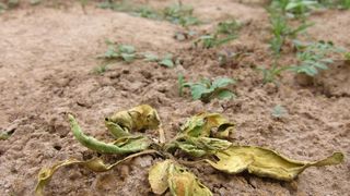 Tabakpflanzen, die an einer plötzlichen Wurzelfäule eingegangen sind. Die Krankheit, die vermutlich von Pilzen verursacht wird, schlug im Versuchsfeld im Lytle Preserve, Utah, USA, zu: Infizierte Pflanzen verwelkten innerhalb weniger Tage. Eine Behandlung erkrankter Pflanzen wurde daher unmöglich. Andere Pflanzenarten blieben hingegen von der Krankheit verschont. (Bild: Arne Weinhold, MPI chem. Ökol.)