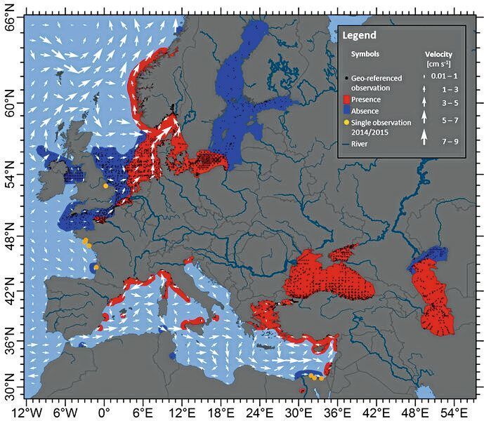 Verbreitung von Mnemiopsis leidyi in westlichen eurasischen Gewässern für den Zeitraum von 1990 bis November 2016 basierend auf 12.400 georeferenzierten Beobachtungen (schwarze Punkte), wobei die Bereiche Präsenz (rot) und Abwesenheit (dunkelblau) markiert sind. Durchschnittliche Strömungsgeschwindigkeiten und -richtungen (weiße Pfeile) zeigen generelle Zirkulationsmuster. (Cornelia Jaspers/GEOMAR, DTU Aqua)