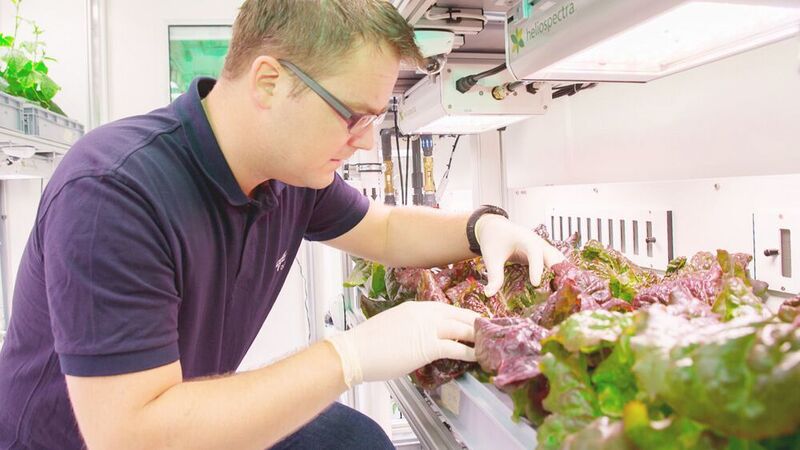 Wissenschaftler inspiziert die Pflanzen im Eden ISS Gewächshaus.  (EDEN ISS / CC BY 3.0)