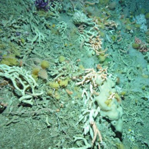 Deep-sea coral garden located in the Drake Passage seamount; image captured by a remotely operated vehicle. Deep-sea coral garden located in the Drake Passage seamount; image captured by a remotely operated vehicle.