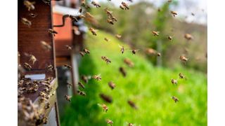 Each bee has its own preferred route and flies it very precisely.  (Source: free licensed)