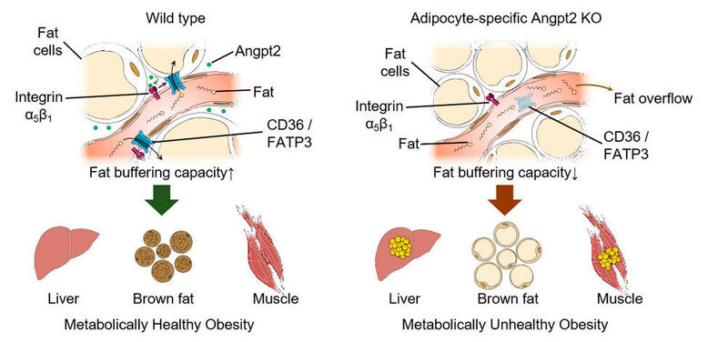 Angpt2 produced from fat cells interacts with its receptor integrin α5β1 to drive fatty acid transporters (CD36 and FATP3) and ensures normal circulating fat. If this Angpt2–integrin α5β1 signaling does not work, defects in buffering capacity of fat tissue lead to fat spillover into the liver and muscle, convert brown fat to white fat, and consequently result in defects in metabolic health. (IBS)