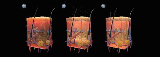 Lichtstrahlen werden im Gewebe der Haut gestreut, sodass die Oberfläche opak erscheint (l.). Durch Auftragen und Einwirken des gelben Farbstoffs Tartrazin (m.) werden die verschiedenen Brechungsindizes im Gewebe angeglichen und Lichtstrahlen dringen tiefer in die Haut ein, sodass diese transparent erscheint und den Blick auf Adern freigibt (r.).(Bild:  Keyi "Onyx" Li/U.S. National Science Foundation)