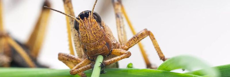 Europäische Wanderheuschrecke (Locusta migratoria) beim Fressen: Wissenschaftlerinnen und Wissenschaftler am Max-Planck-Institut für chemische Ökologie wollen verstehen, wie sich die Wahrnehmung von Düften auf das gefährliche Schwarmverhalten der Tiere auswirkt, und untersuchten jetzt die Geruchskodierung im Heuschreckengehirn.(Bild:  © Benjamin Fabian, Max-Planck-Institut für chemische Ökologie)