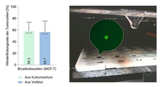 Abb.3: Wiederfindungsraten von automatisiert isolierten Brustkrebszellen aus 7,5 mL Zellkulturmedium und menschlichem Vollblut (l.). Die Zellen werden anhand ihres Fluoreszenzsignal im mikrofluidischen Chip detektiert und dann tröpfchenweise auf eine Mikrotiterplatte als Einzelzellen dispensiert (r.).(Bild:  Stiefel)