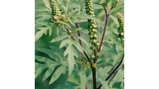 Blühende Beifuß-Ambrosia Pflanze (Bild: Niedersächsisches Landesgesundheitsamt; www.nlga.niedersachsen.de)