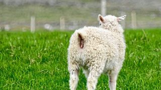 Hinterlassenschaften von Schafen und anderen Nutztieren können Gewässer verunreinigen (Symbolbild). (Pixabay/sabineschilling70)