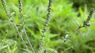 Die Beifuß-Ambrosie (Ambrosia artemisiifolia) stammt ursprünglich aus Nordamerika und hat sich bereits in weiten Teilen Europas ausgebreitet. Ihre Pollen zählen zu den aggressivsten Allergie-Auslösern. (Bild: Klaus-Dieter Sonntag/ fotoplusdesign.de/ UFZ)