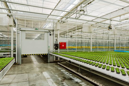 Im Gewächshaus von Bylinky CZ sind fünf Efaflex-Tore montiert. Dieses EFA-SRT Eco ist mit einem PVC-Behang für den Innenbereich ausgestattet.(Bild:  Tomas Maly)