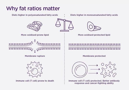 Diets with a lower ratio of polyunsaturated fatty acids to monounsaturated fatty acids make T cells more resilient and resistant to cell death.(Source:  University of Queensland)