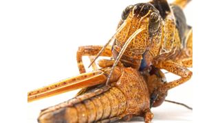 Kannibalistische Fraßattacke: Eine Europäische Wanderheuschrecke der Art Locusta migratoria verspeist eine Artgenossin. Kannibalismus wird als einer der wesentlichen Treiber für das verheerende Schwarmverhalten von Heuschrecken angesehen. (Bild: MPI für chemische Ökologie/ Benjamin Fabian)