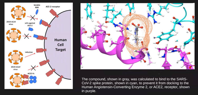 Abbildung 1: Es gibt verschiedene Möglichkeiten den Coronavirus zu bekämpfen (links) und (rechts) eine Struktur, die potentiell in der Lage ist, sich an das Spike-Protein eines SARS-CoV-2-Virus zu binden und das Virus so daran zu hindern, in eine Wirtszelle einzudringen.  (Bild: IBM Research / Ingolf Wittmann/  Heike Riel )
