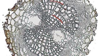 Jahresringe im Holz feiner Wurzeln einer Föhre (Pinus sylvestris). Diese leiten Wasser und Nährsalze in Richtung Baumkrone und speichern Zucker sowie Stärke. (WSL)