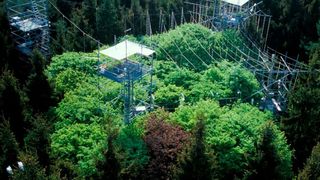 Experiment mit Ozon-Benebelung im Mischwald. (Leonhard Steinacker/ TUM)