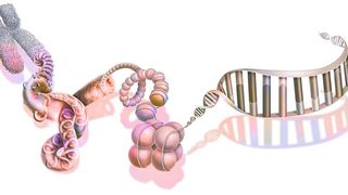 DNA-Stränge werden in den Spermien kompakt verpackt – ein Schritt der Komprimierung ist das Aufwickeln auf Proteinkomplexe aus jeweils acht so genannten Histonen, die hier als Kugel-Paket in der Bildmitte dargestellt sind. (Bild: RFBSIP - stock.adobe.com)