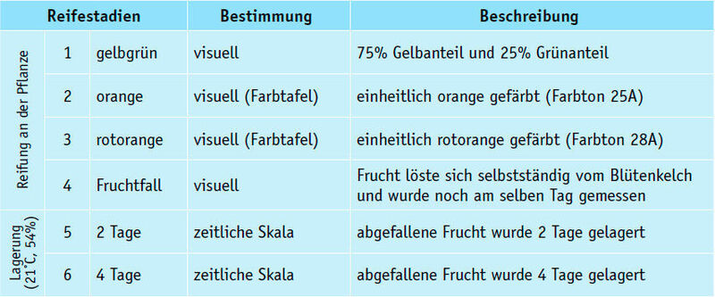 Tabelle 1: Untersuchte Reifestadien der Lulo-Frucht (Bild: Uni Bayreuth)