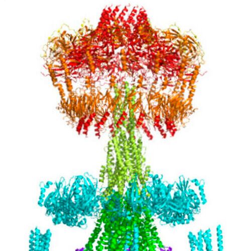 The 3D structure of T4SS. The 3D structure of T4SS.
