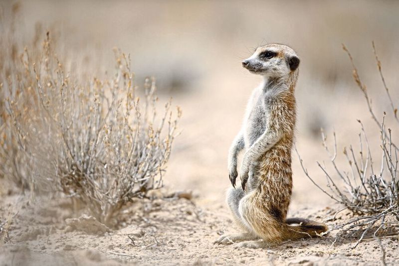 Erdmännchen in der Kalahari (UZH)