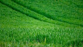 Decades of PFAS-laced sewage sludge, once spread on farms as fertilizer, have left millions of acres of American cropland contaminated with “forever chemicals”. (Source: frei lizenziert)