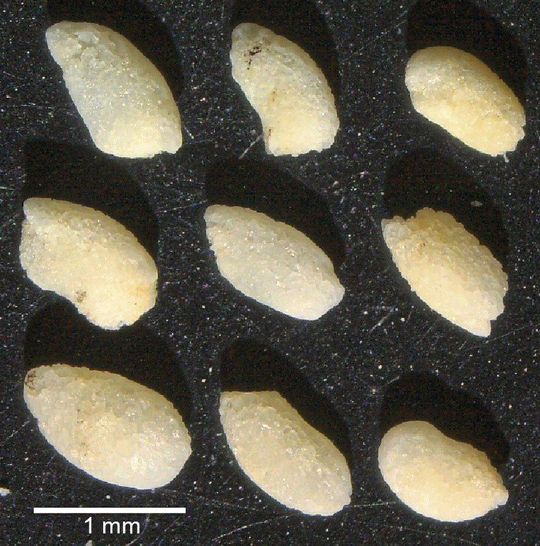 Kalkausscheidungen von Regenwürmern, sogenannte ECGs, wie sie sich in Löss-Abfolgen finden lassen (Bild:  Charlotte Prud'homme)